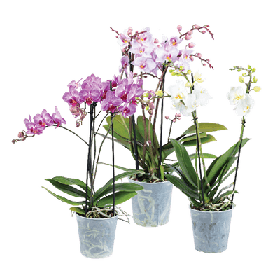 Orchidee Multiflora